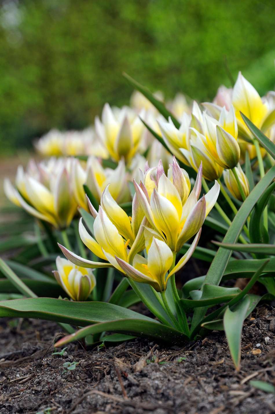 Botanisk Tulpan 'Turkestanica'